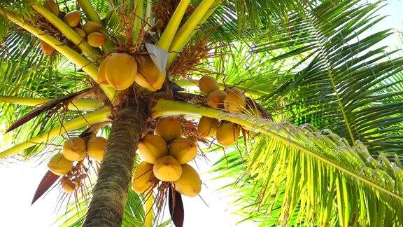 蓝天背景上的棕榈树暑假与自然环境理念