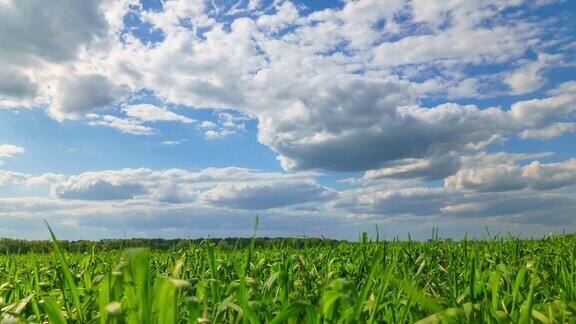 嫩绿的麦苗在农田里发芽阳光明媚的春天景色蓝天为背景
