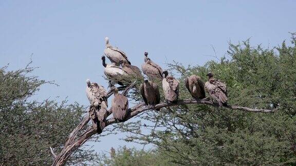 一小群白背秃鹰坐在树枝上梳理自己的毛发
