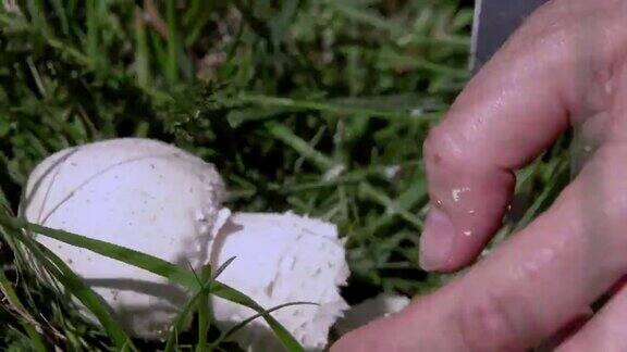女人的手在春天的田野里采摘蘑菇