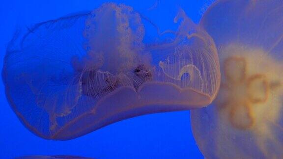 水母在蓝色的海洋里游泳