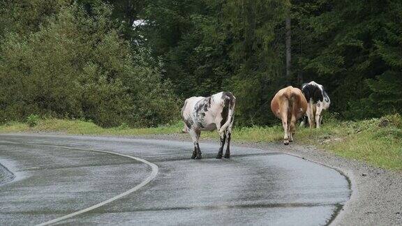 雨中过山路的牛奶牛在乡间路边吃草