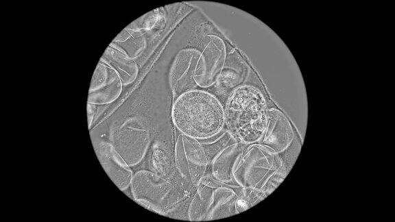 卵和胚胎缓步动物在显微镜下