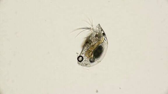 节肢动物甲壳纲毛犀在显微镜下观察