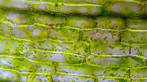 水草细胞在显微镜下放大40倍