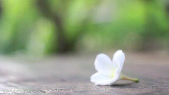 Plumeria花