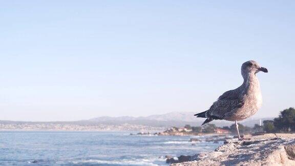 海鸥鸟海滨木板路海水波浪蒙特利加利福尼亚