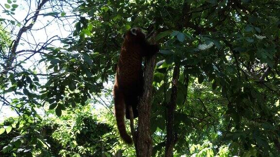 小熊猫正在爬树