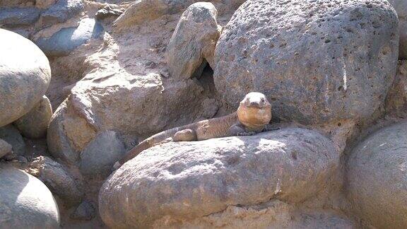 岩石上的巨型蜥蜴4k慢镜头