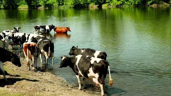 河上的白牛和黑牛