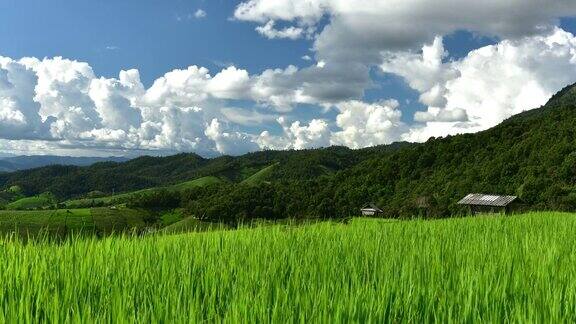 泰国北部清迈省PaPongPiang村山上的梯田