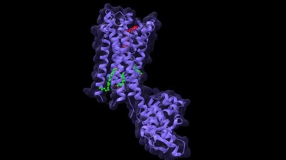 D2多巴胺受体与非典型抗精神病药物利培酮(红色)和油酸(绿色)结合的结构