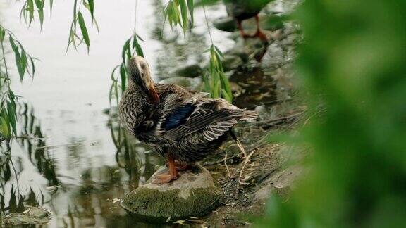 野鸭子在池塘里戏水升格慢动作