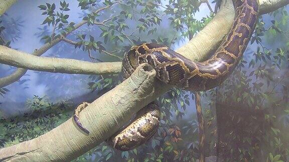 蟒蛇在树枝上
