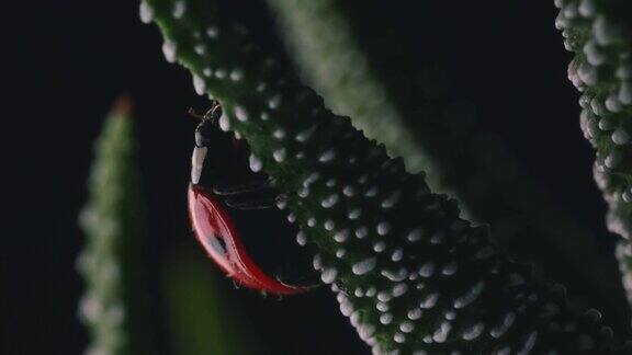 鲜红瓢虫走在小绿色植物微距拍摄10