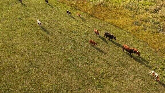 鸟瞰图的奶牛在绿色的牧场