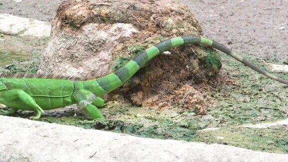 新加坡绿色鬣蜥在池塘附近寻找食物