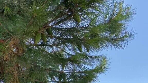 松枝上长有球果常青的松树茂盛的树枝随风摇曳