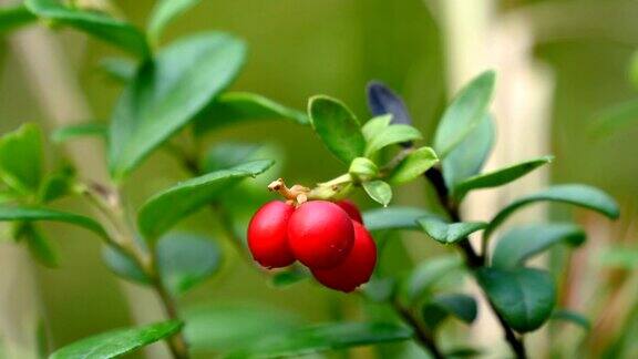 花园里植物的红色樱桃果实