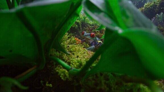 红眼树蛙在长满苔藓的丛林地面上