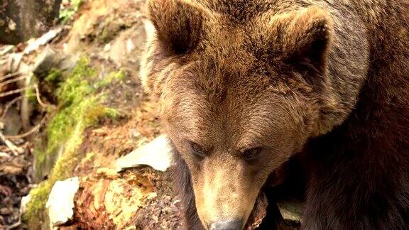 来自比利牛斯的棕熊