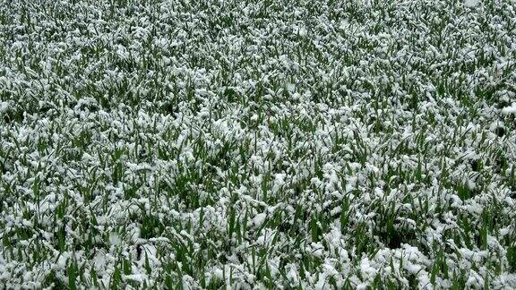 春雪飘落在绿色的麦苗上