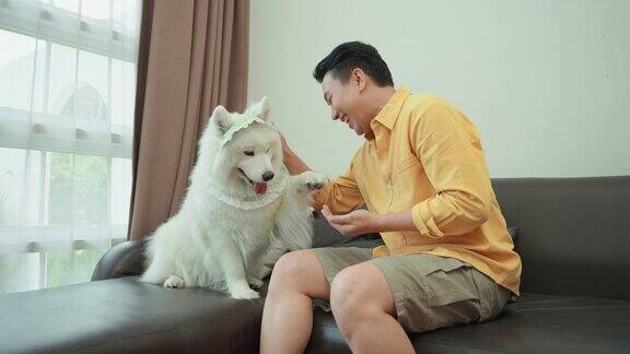 满脸笑容的亚洲成年男子教他的纯种萨摩耶狗穿着绿色服装与她握手握手并给她宠物食品作为奖励