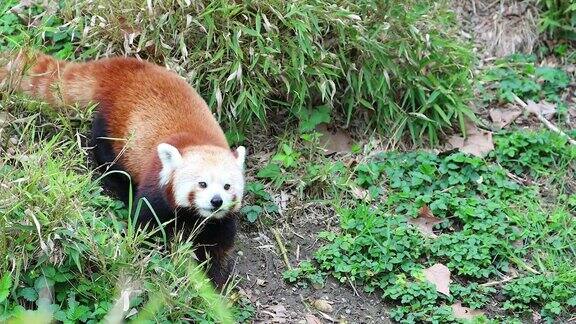 小熊猫吃草