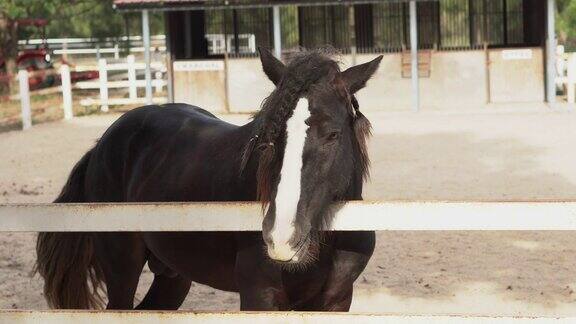 马在圈地美丽的黑马站在农场马厩附近宽敞的围栏里