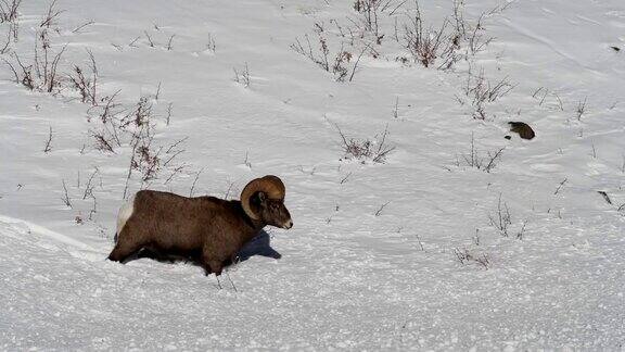 大角羊在雪中跳跃