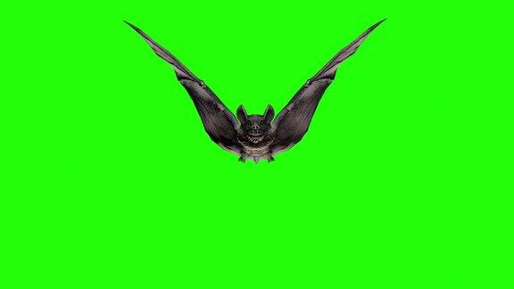 吸血蝙蝠在绿色屏幕上飞行和攻击万圣节