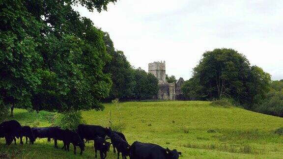 克里牛群在Muckross修道院前行走
