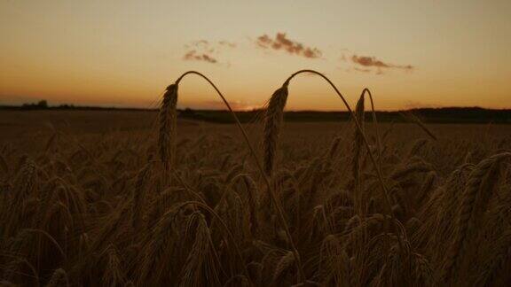 黄昏时分黑麦的穗子从地里探出头来