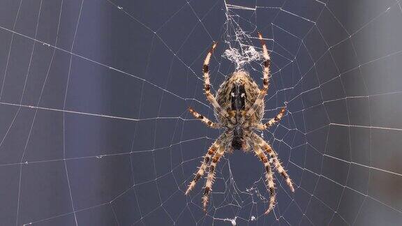 蜘蛛在网上吃昆虫
