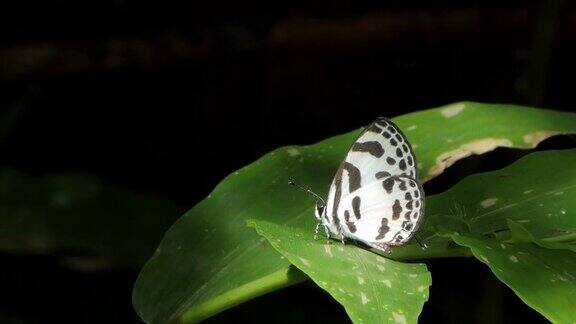 热带雨林中的带蓝色皮耶罗蝴蝶