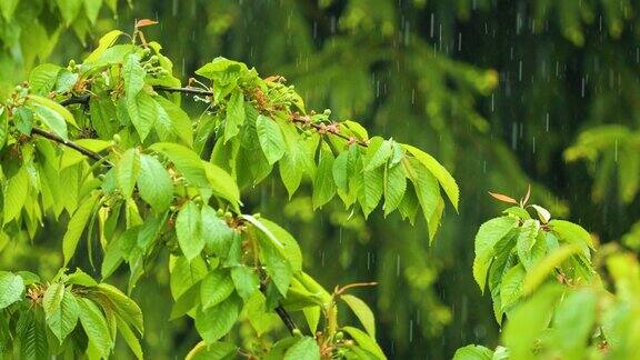 植物的绿叶因水滴而摇曳大雨期间从绿叶上滴下的雨滴慢动作大自然中的雨天和雨滴