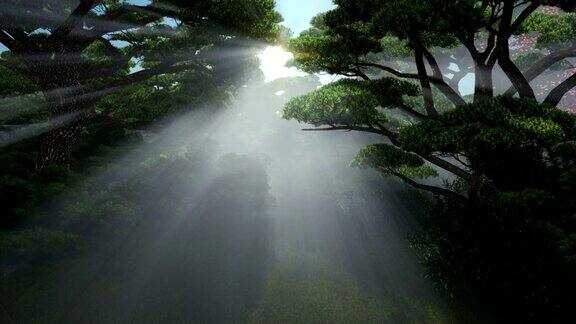 魔法森林阳光透过树木向上倾斜