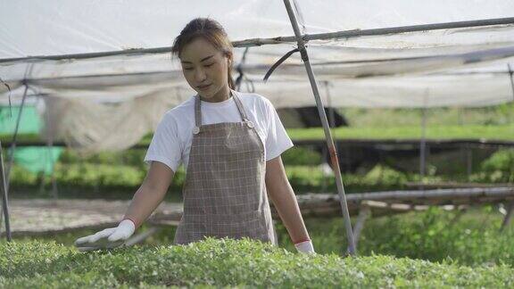 亚洲女园丁检查新鲜农产品质量在各种蔬菜农场4k视频
