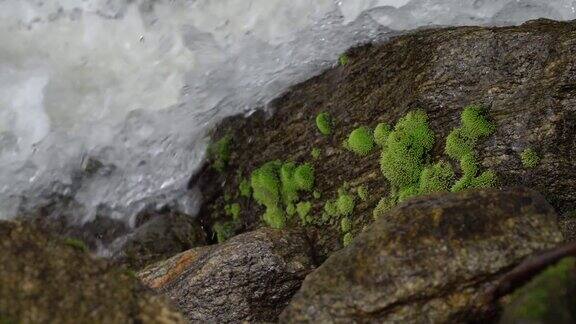 水流过青苔