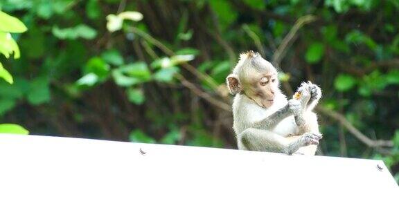 白色广告牌上的猴子在吃东西