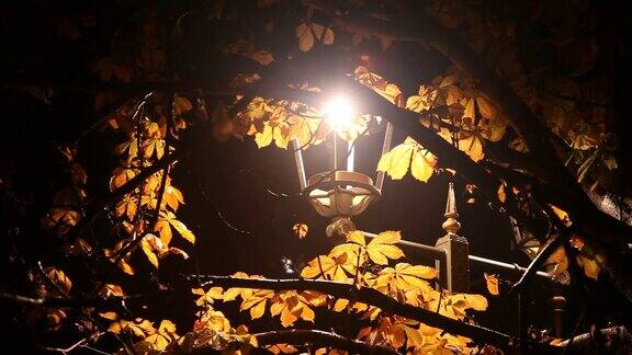 夜晚公园里的街灯和栗树
