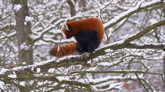 特写镜头一只小熊猫走在一棵被雪覆盖的树枝上