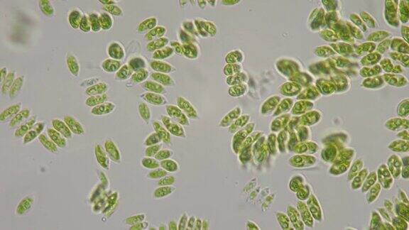 在显微镜下一小群单细胞藻类漂浮在液体中生物实验室里的研究1000x放大