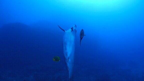 海豚由清洁鱼(神仙鱼)清洗