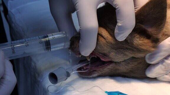 在兽医诊所里一只狗在麻醉状态下用注射器冲洗鼻腔在对狗的鼻子进行鼻镜检查之前医生用注射器冲洗它们