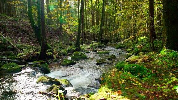 流淌在田园诗般的秋林中的小溪