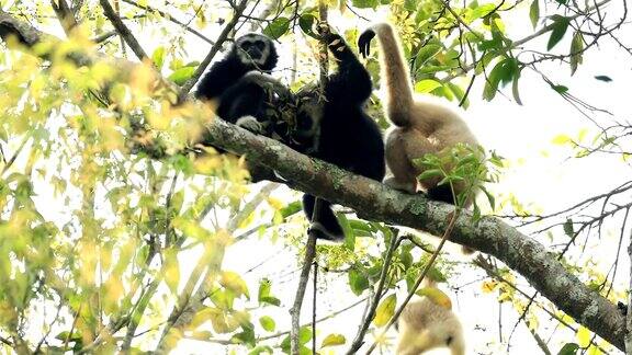 森林树上的白长臂猿家族的场景野外动物的真实场景慢镜头