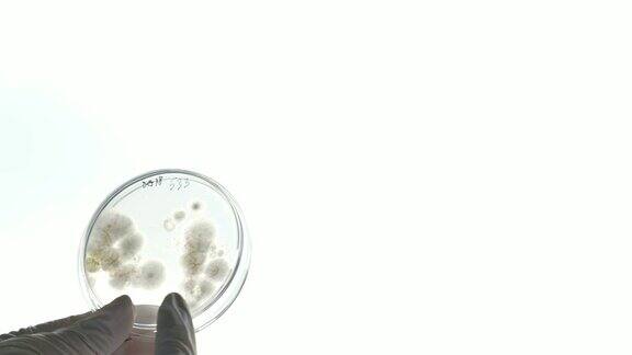 一个在实验室工作的科学家他正在通过一个有盖培养皿展示里面的细菌和真菌