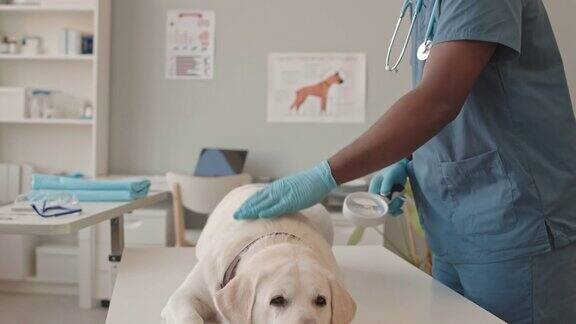 兽医检查狗耳朵