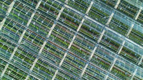 种植蔬菜的玻璃温室